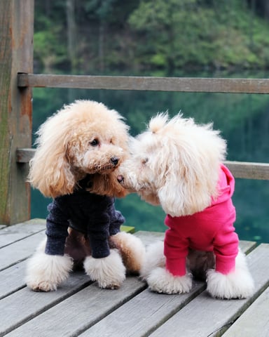 Family & Pet Friendly