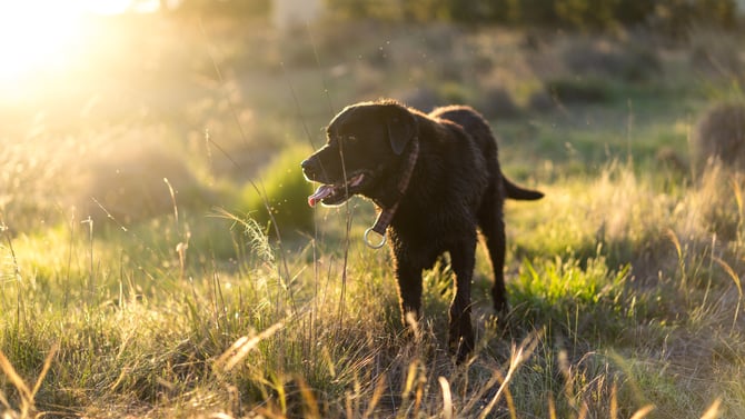 Pet Friendly Cottages